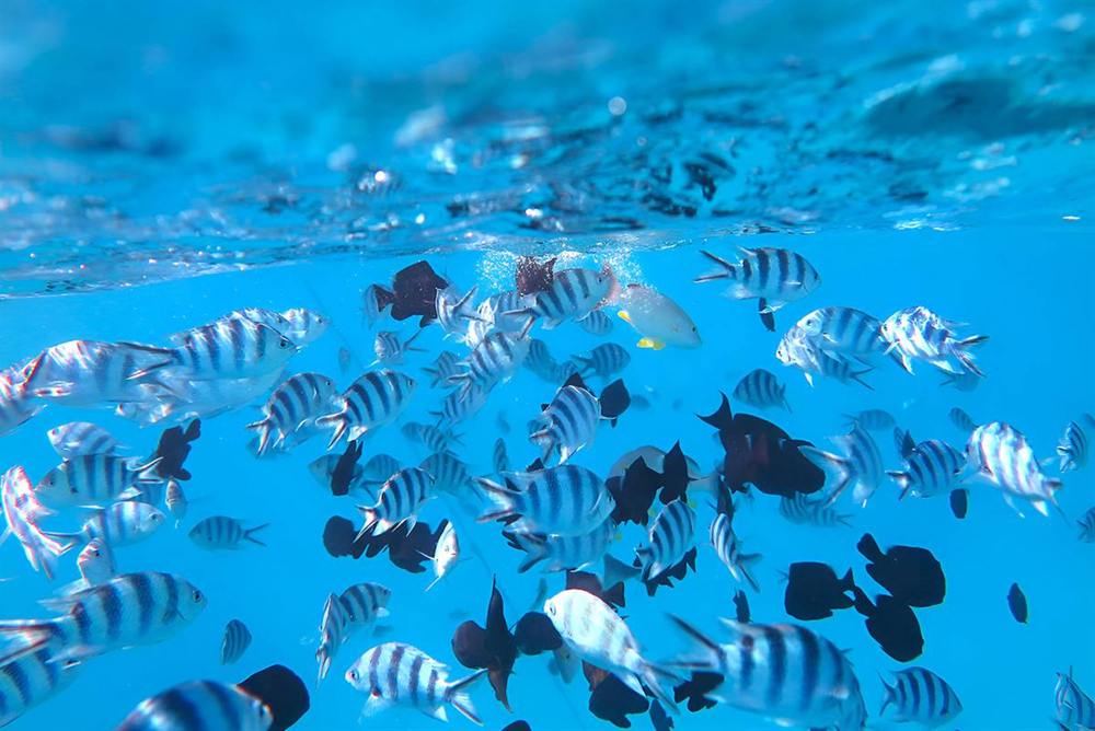Banc de poissons-bagnards rayés sous la surface du lagon